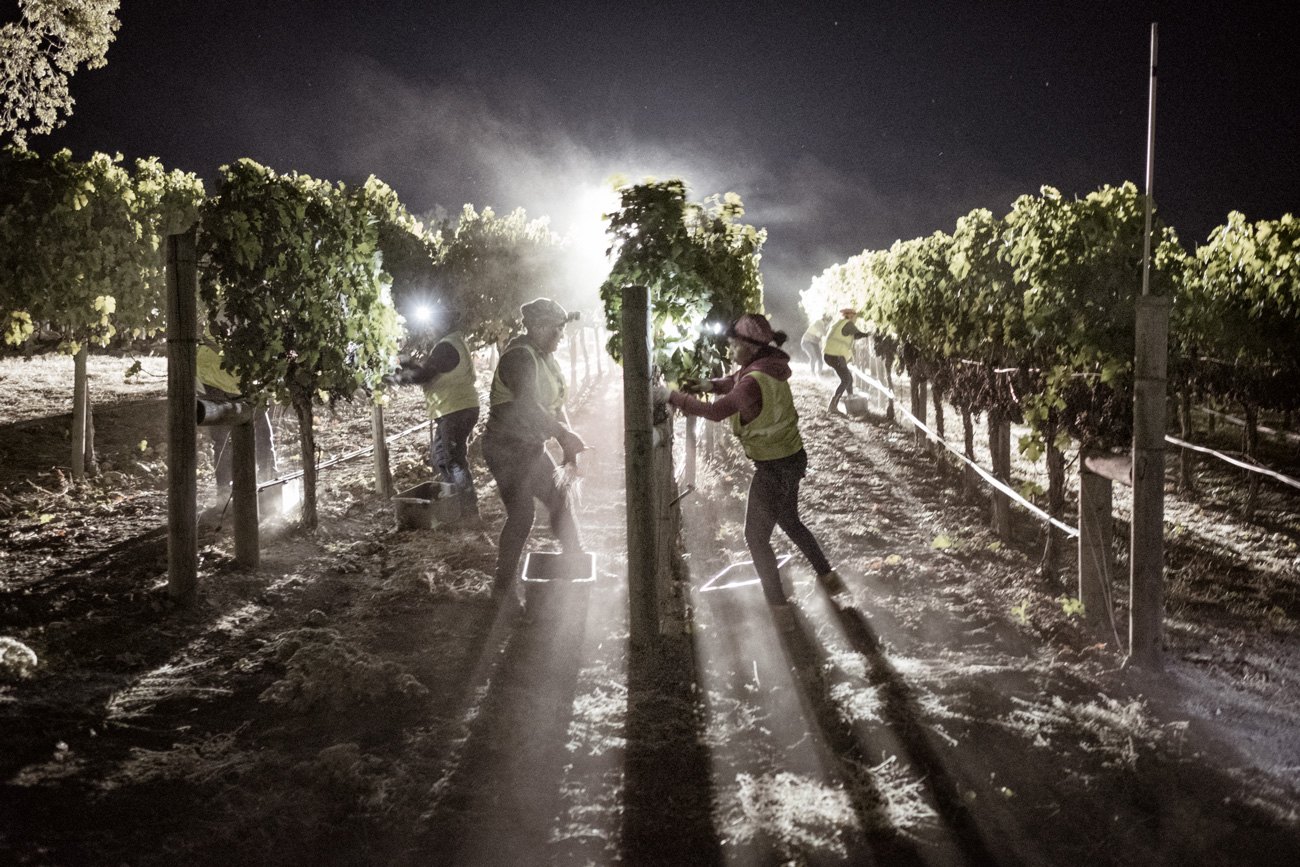 DuMOL Winery night harvest team