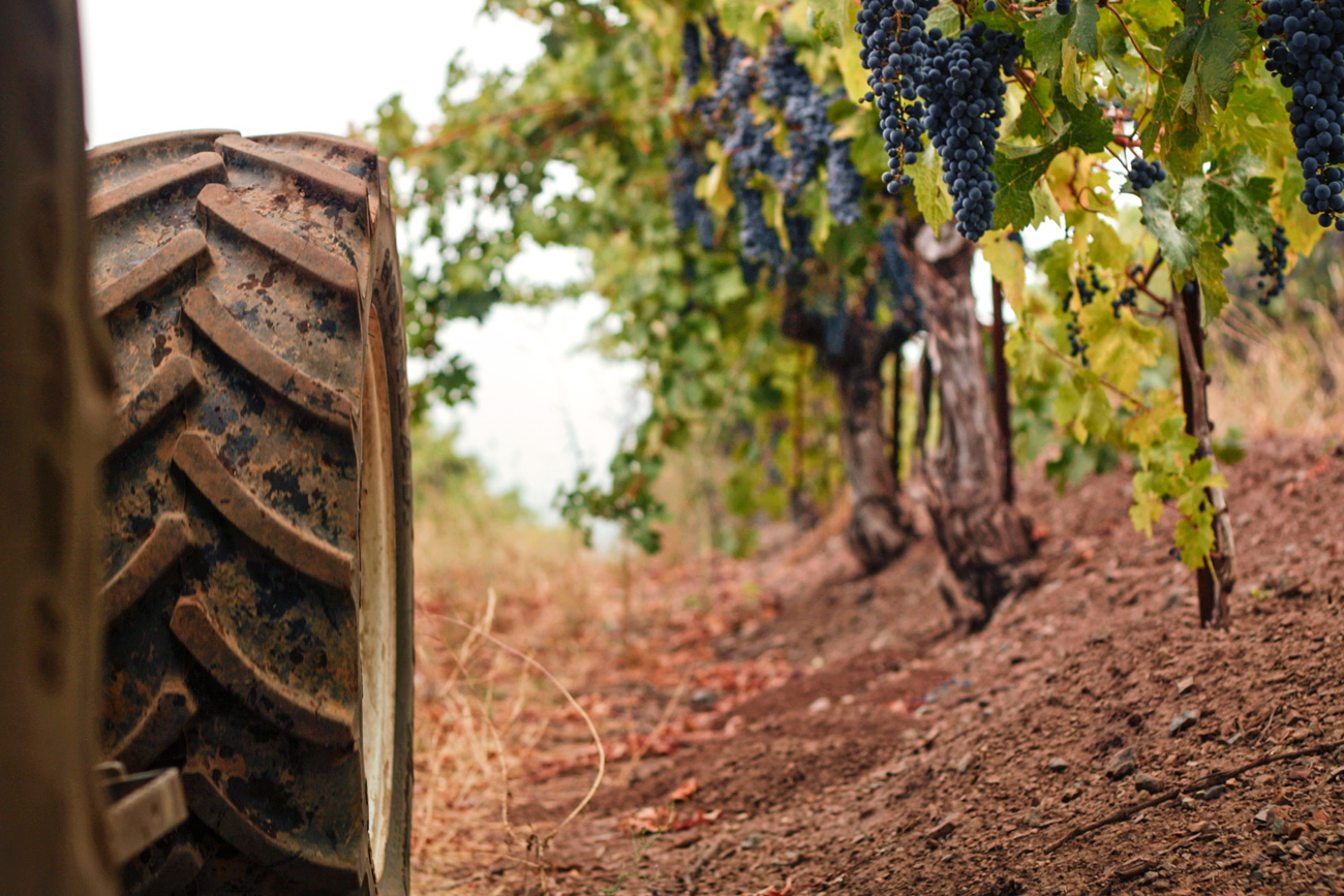 DuMOL Winery tractor in vineyard