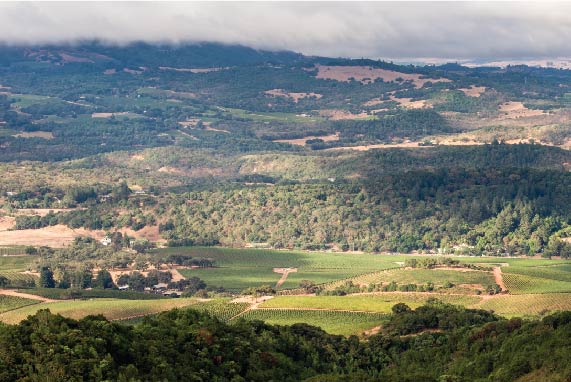 A Study of our Vineyards